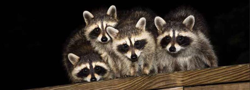 Raccoons