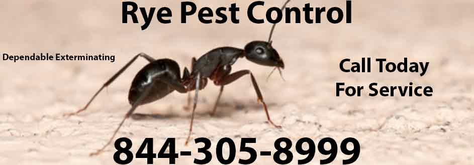 Rye Pest Control
