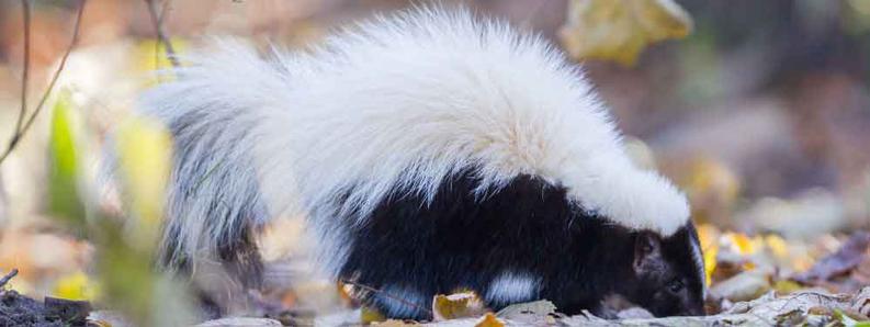 Skunk