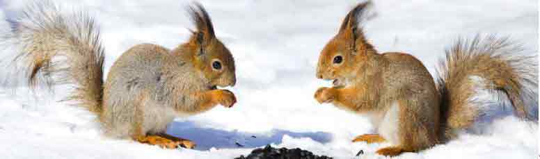 Squirrels