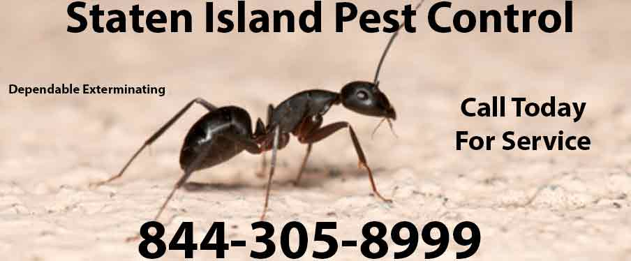 Staten Island Pest Control