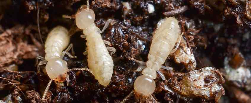 Termites