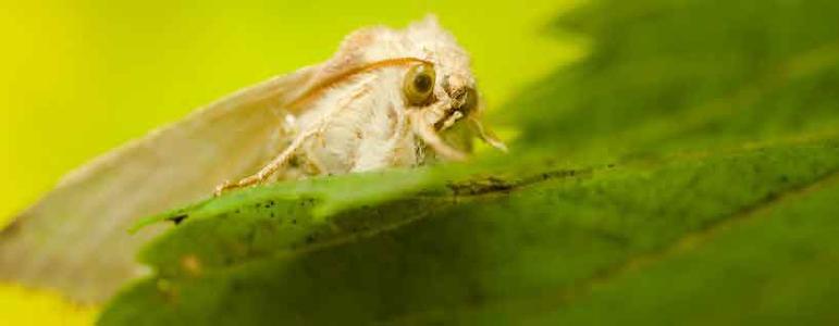 Webbing Clothes Moth