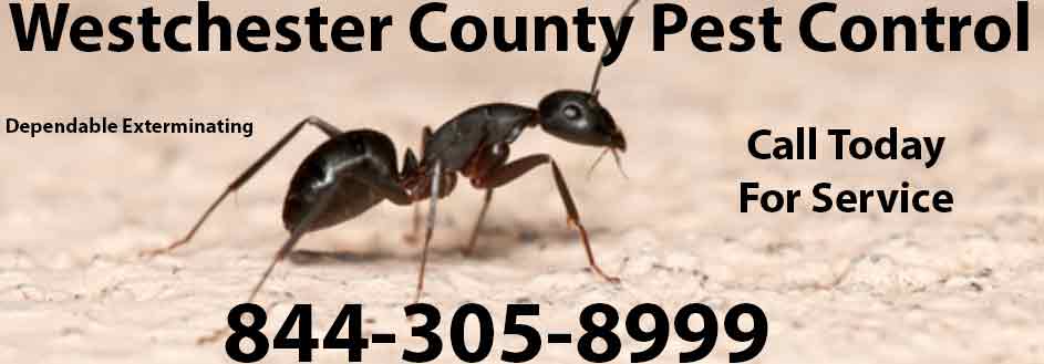 Westchester County Pest Control